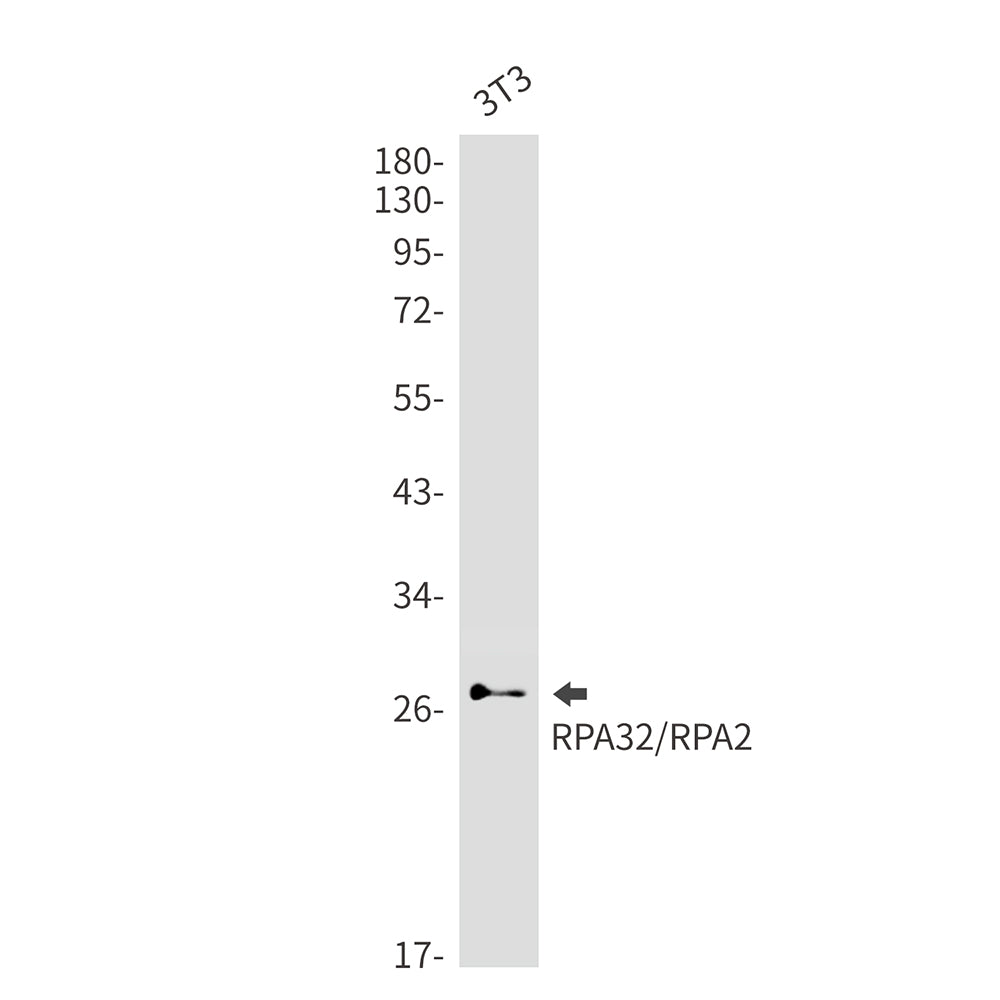 RPA32 Rabbit Monoclonal Antibody