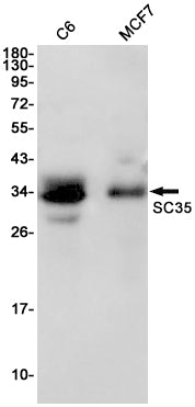 SC35 Rabbit Monoclonal Antibody
