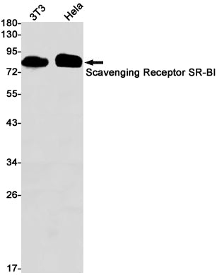 SCARB1 Rabbit Monoclonal Antibody