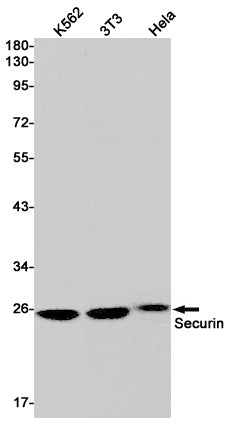 Securin Rabbit Monoclonal Antibody