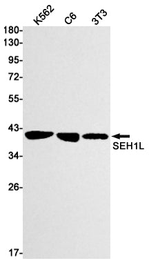 SEH1L Rabbit Monoclonal Antibody