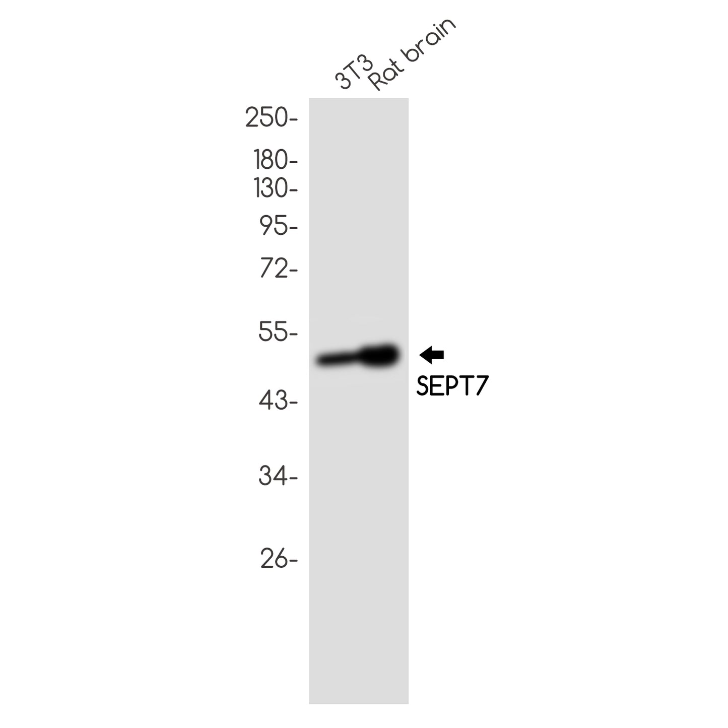 Septin 7 Rabbit Monoclonal Antibody