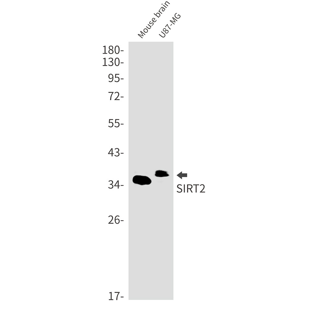 SIRT2 Rabbit Monoclonal Antibody