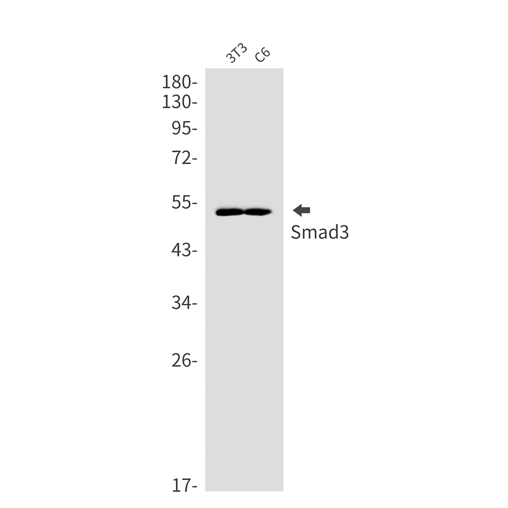 Smad3 Rabbit Monoclonal Antibody