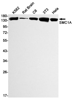 SMC1A Rabbit Monoclonal Antibody
