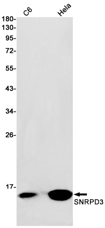 SNRPD3 Rabbit Monoclonal Antibody