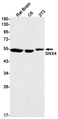 SNX4 Rabbit Monoclonal Antibody