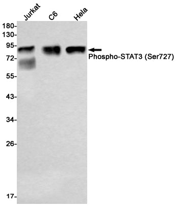 Phospho-STAT3 (Ser727) Rabbit Monoclonal Antibody