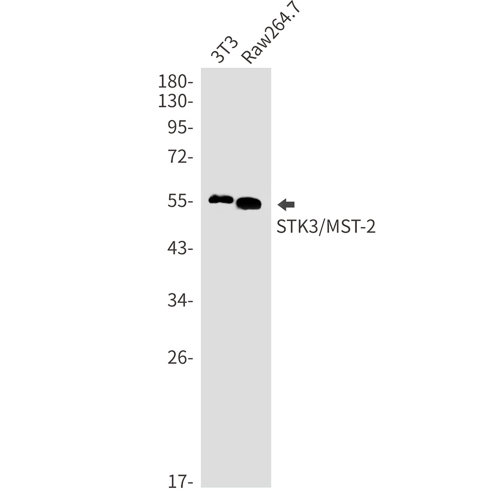 STK3 Rabbit Monoclonal Antibody