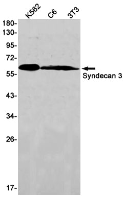 Syndecan 3 Rabbit Monoclonal Antibody