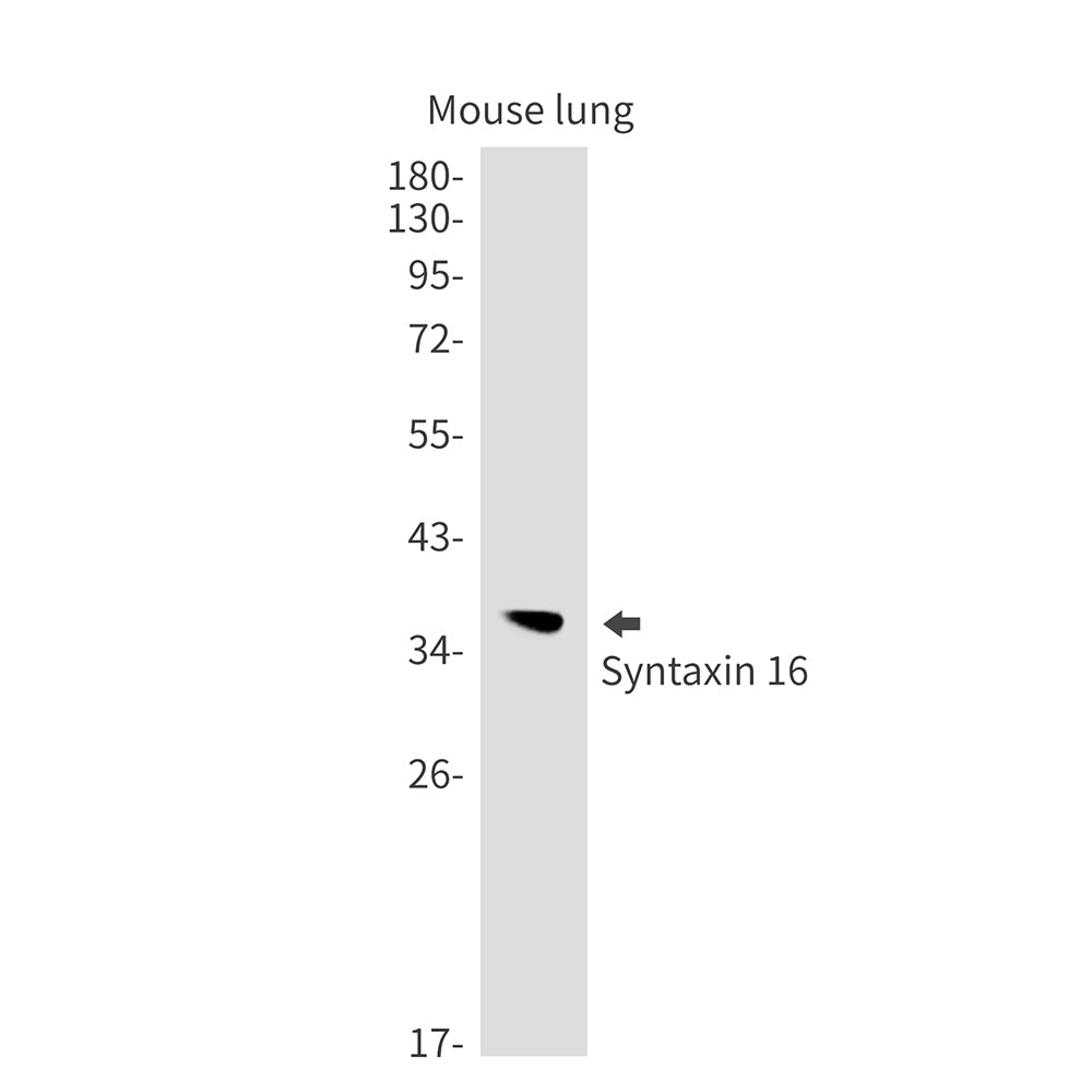 Syntaxin 16 Rabbit Monoclonal Antibody