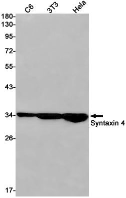 Syntaxin 4 Rabbit Monoclonal Antibody