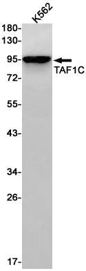 TAF1C Rabbit Monoclonal Antibody
