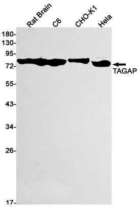 TAGAP Rabbit Monoclonal Antibody
