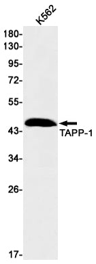 PLEKHA1 Rabbit Monoclonal Antibody