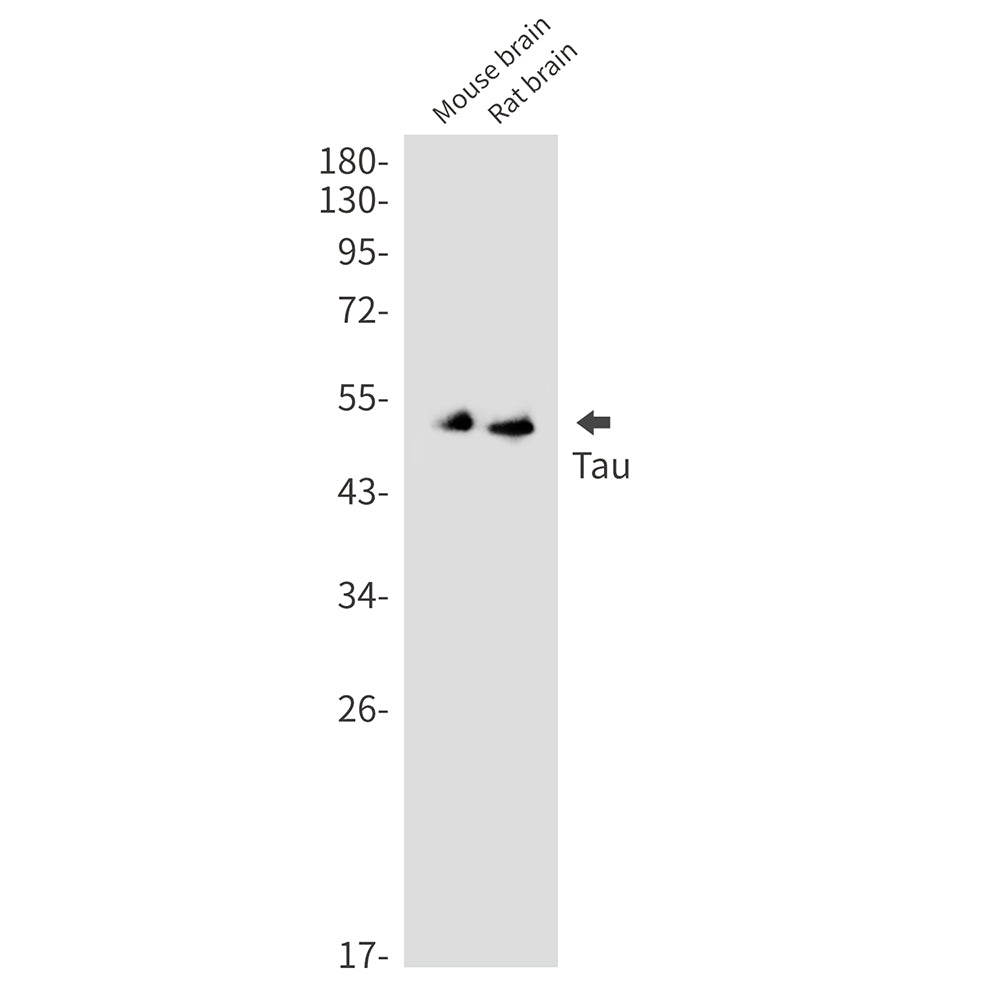Tau Rabbit Monoclonal Antibody