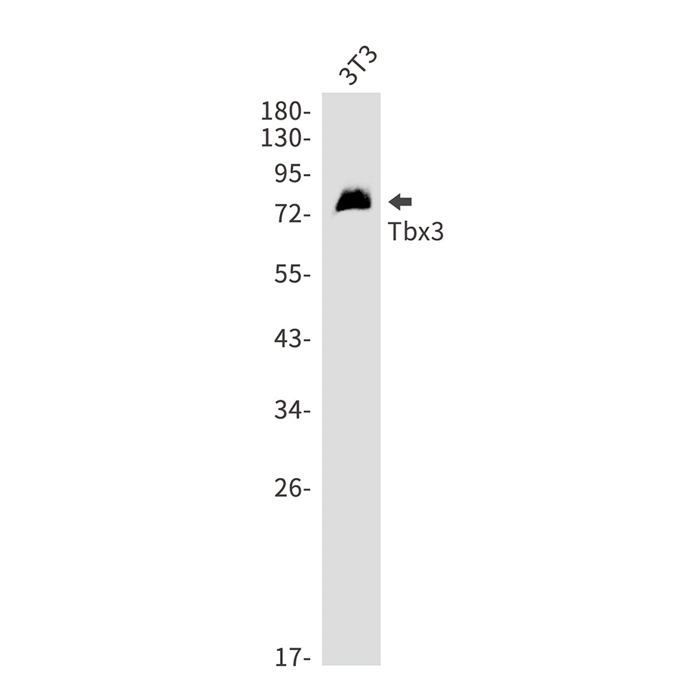 T Box Protein 3 Rabbit Monoclonal Antibody