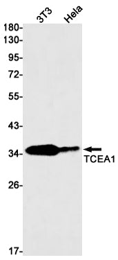 TCEA1 Rabbit Monoclonal Antibody