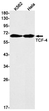 Transcription Factor 7 Like 2 Rabbit Monoclonal Antibody