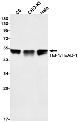 Transcriptional Enhancer Factor TEF 1 Rabbit Monoclonal Antibody