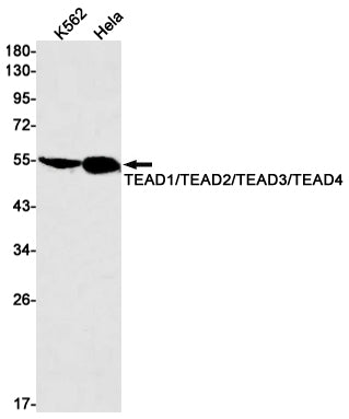 Transcriptional Enhancer Factor TEF Rabbit Monoclonal Antibody