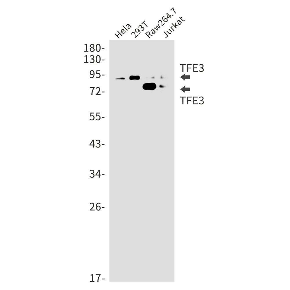 Transcription Factor E3 Rabbit Monoclonal Antibody
