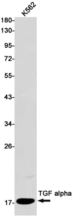 TGF alpha Rabbit Monoclonal Antibody