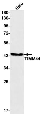 TIMM44 Rabbit Monoclonal Antibody