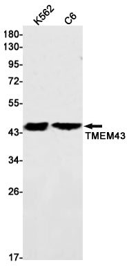 Transmembrane Protein 43 Rabbit Monoclonal Antibody