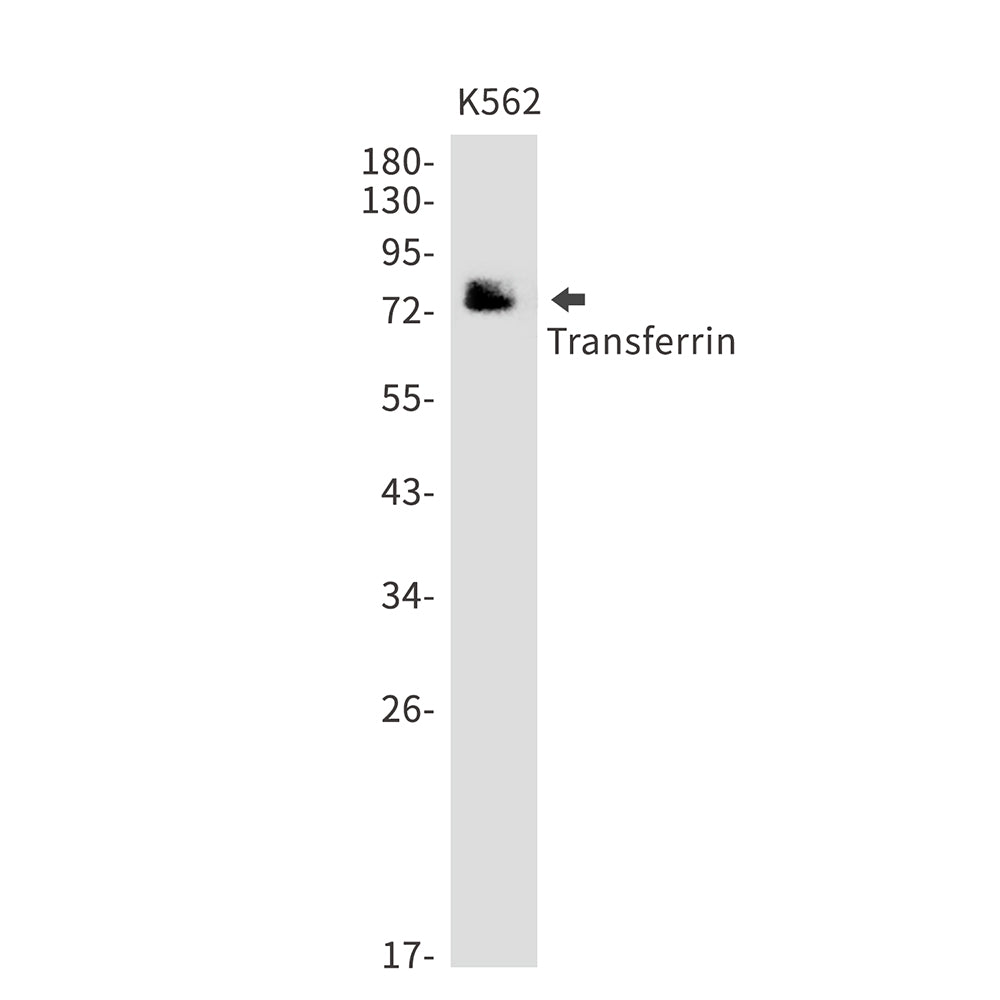 Transferrin Rabbit Monoclonal Antibody