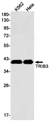 TRIB3 Rabbit Monoclonal Antibody