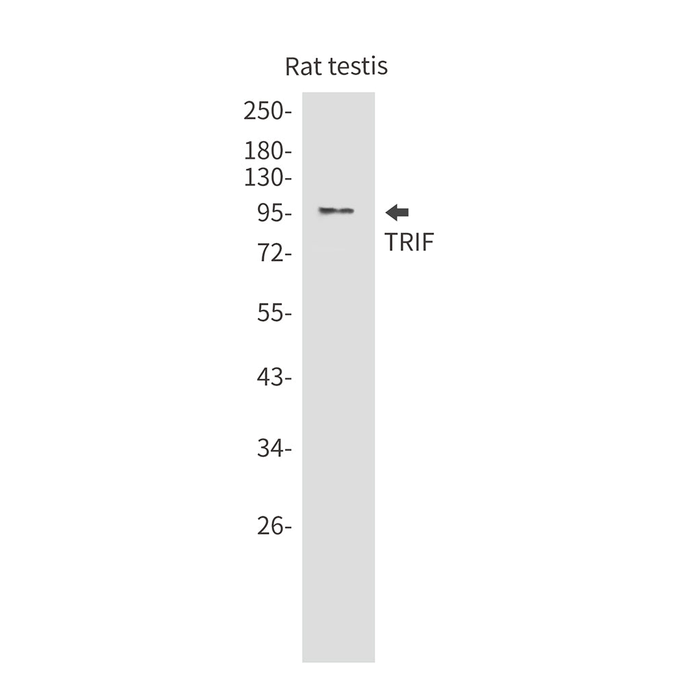 TRIF Rabbit Monoclonal Antibody
