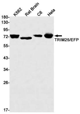 TRIM25 Rabbit Monoclonal Antibody