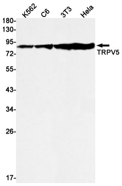 TrpV5 Rabbit Monoclonal Antibody