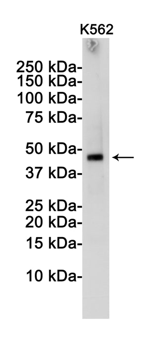 TSG101 Rabbit Monoclonal Antibody