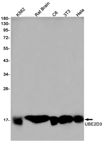 Ubiquitin Conjugating Enzyme E2 D3 Rabbit Monoclonal Antibody