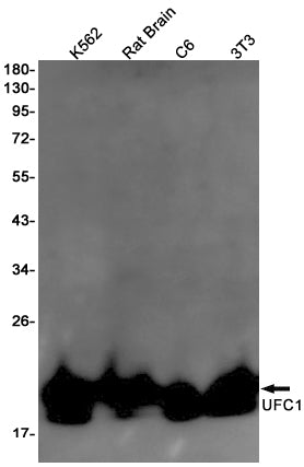 UFC1 Rabbit Monoclonal Antibody