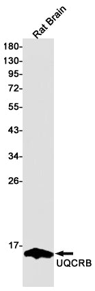 Complex III Subunit 7 Rabbit Monoclonal Antibody