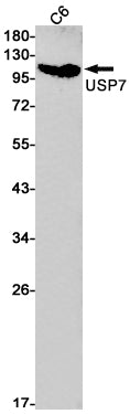 USP7 Rabbit Monoclonal Antibody