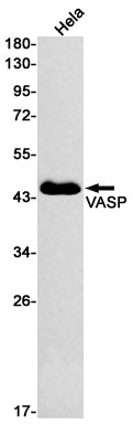 VASP Rabbit Monoclonal Antibody
