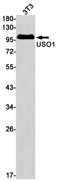 USO1 Rabbit Monoclonal Antibody