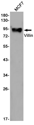 Villin Rabbit Monoclonal Antibody