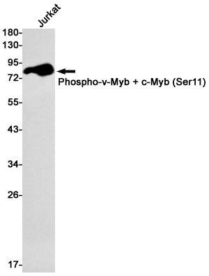 Phospho-c Myb (Ser11) Rabbit Monoclonal Antibody