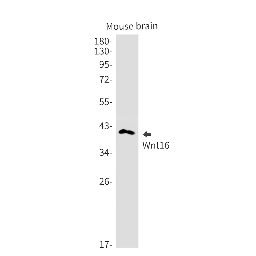 Wnt16 Rabbit Monoclonal Antibody