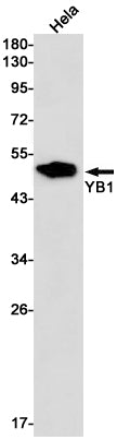YB1 Rabbit Monoclonal Antibody