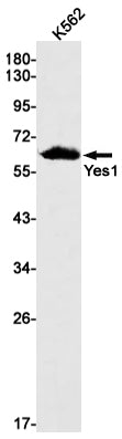 Yes1 Rabbit Monoclonal Antibody