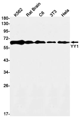 YY1 Rabbit Monoclonal Antibody