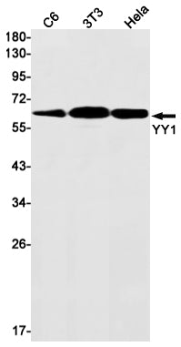 YY1 Rabbit Monoclonal Antibody