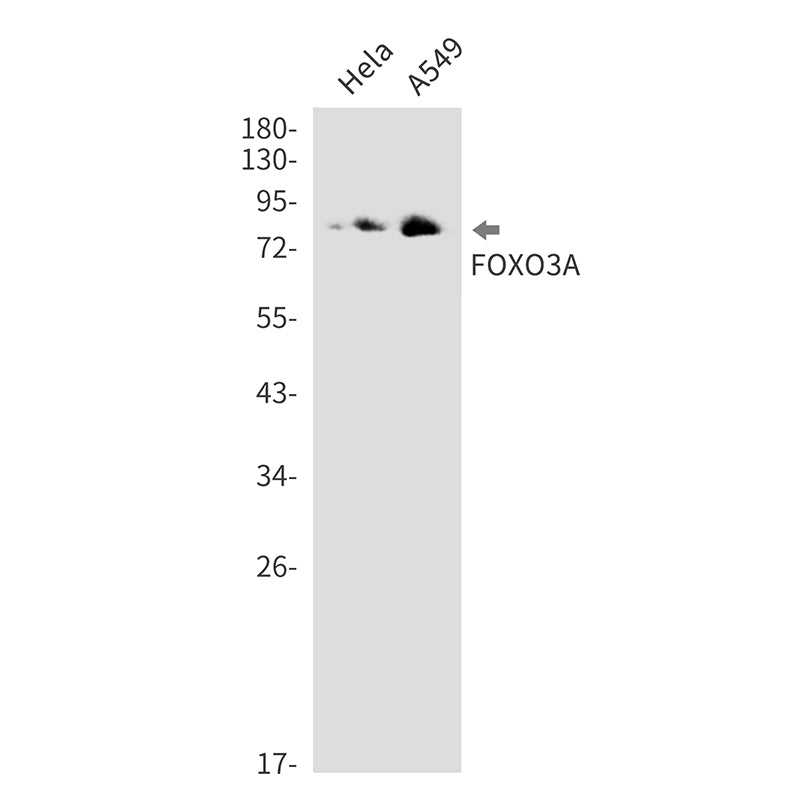 FOXO3 Rabbit Monoclonal Antibody