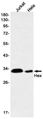 Hex Rabbit Monoclonal Antibody